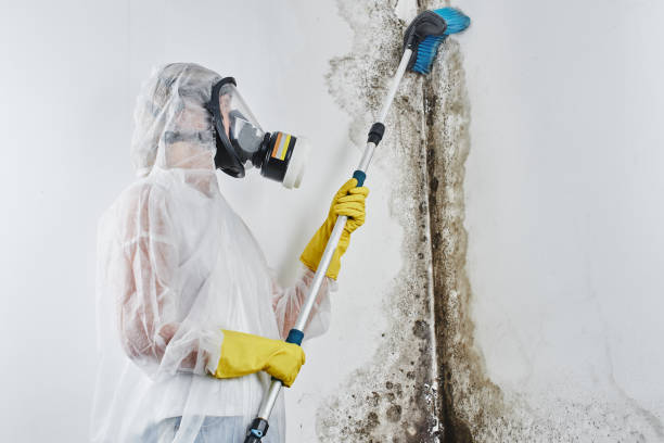 Best Environmental Consulting for Mold Prevention  in Kahoka, MO